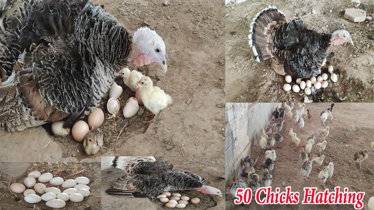 3 Turkey Crazy Broody Female Hatching 50 chicks at a time ||  Best Sitting Position Of   Egg's