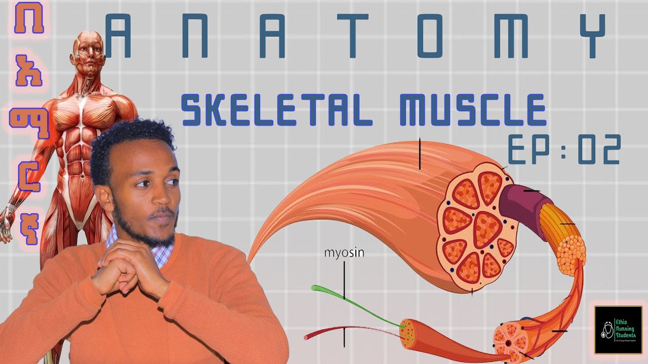 Anatomy Skeletal Muscle [  በአማርኛ ⎤ Ep:02