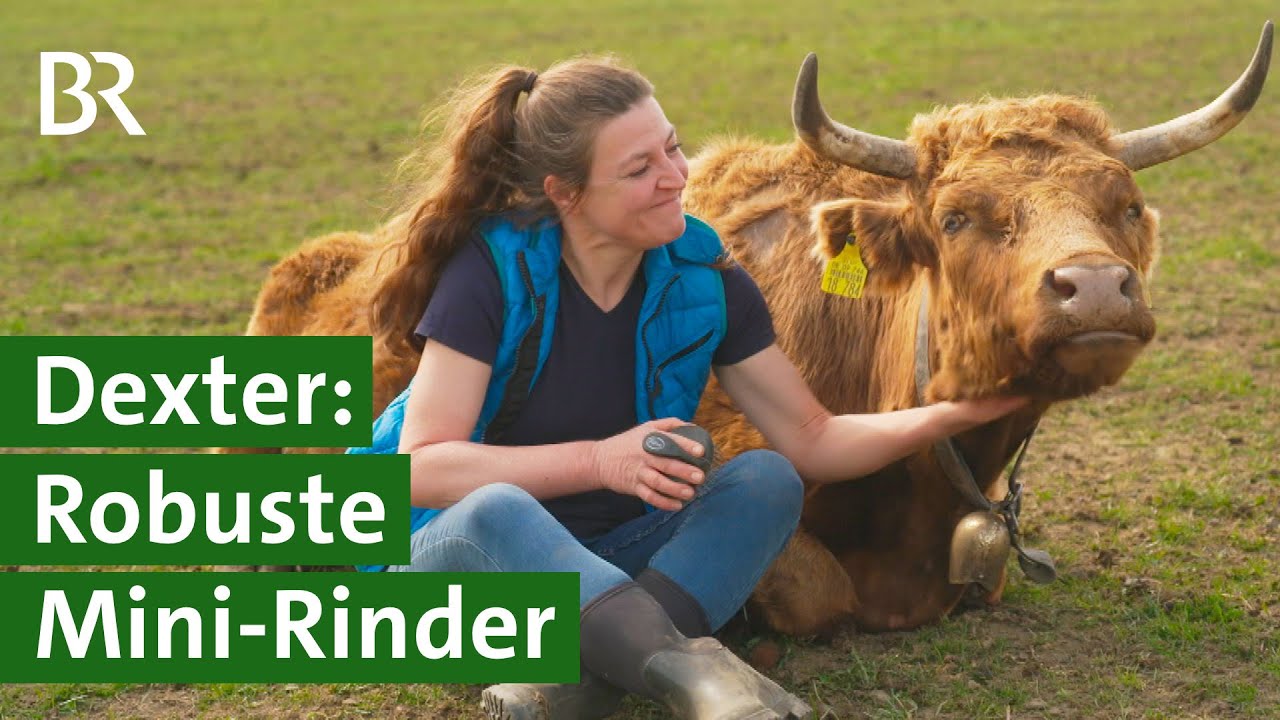 Dexter Mini-Rinder: Darum liegt diese Rinderrasse voll im Trend | Unser Land | BR