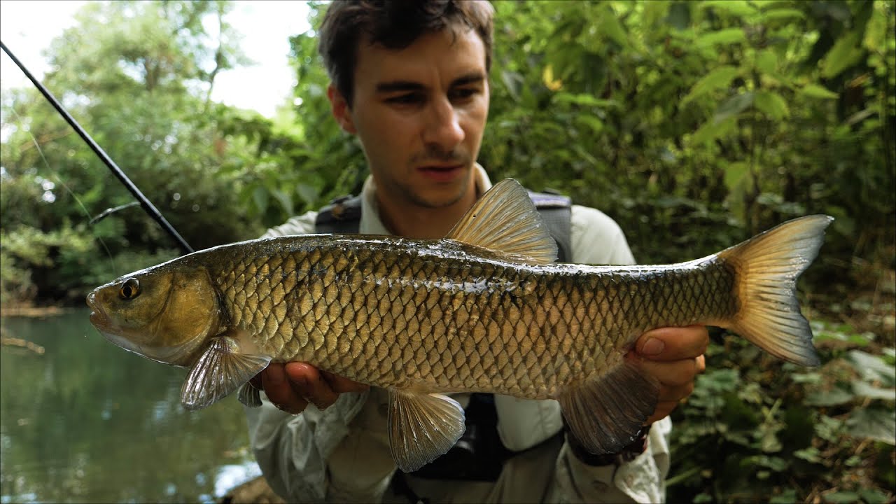 Cavedani a Jerk in un Fiume Infrascato - Fishin' Around