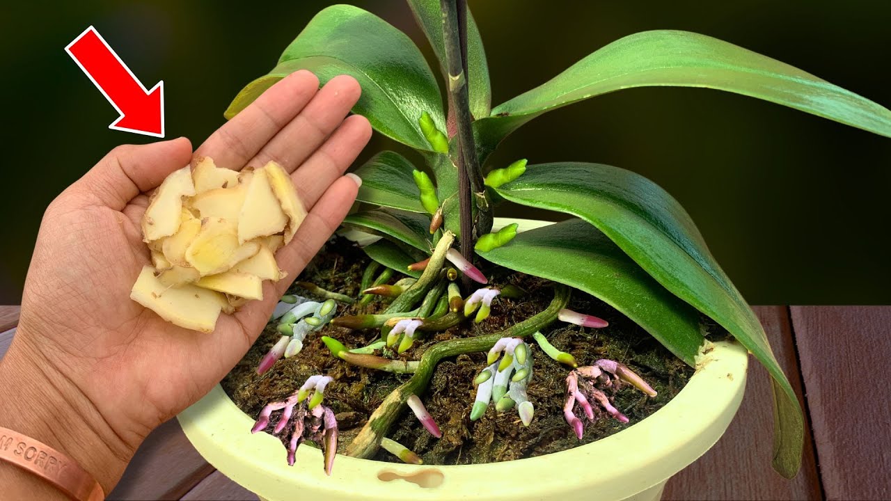Don't delay! How to make orchids grow super roots in 2 weeks