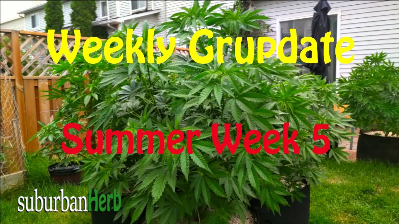 Outdoor Cannabis Grow in Ontario Canada. Week 5. Featuring Iranian Diesel, G-13 and autoflowers.