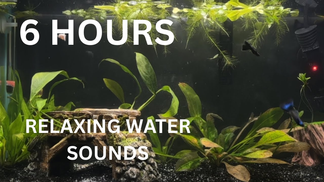 6 Hours of Gentle Water Sounds & Birds | Relaxing Aquarium Ambience