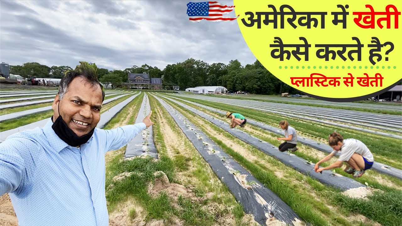 अमेरिका में किसान लोग खेती कैसे करते है  America ke khet kaise hote hai, Plastic mulch खीरा की खेती