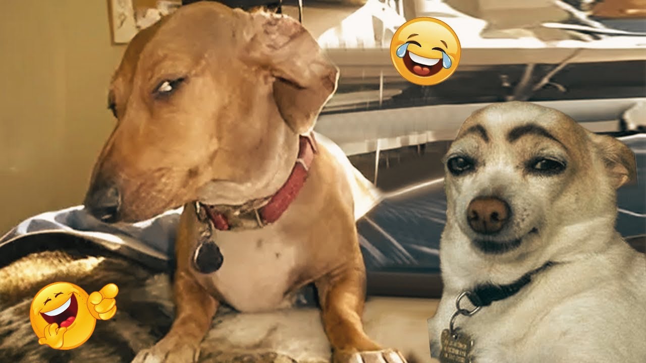 The Best of the Best! The Funniest Animal Videos of 2024! Funny DOG videos  🐶😂💕 | PART 14