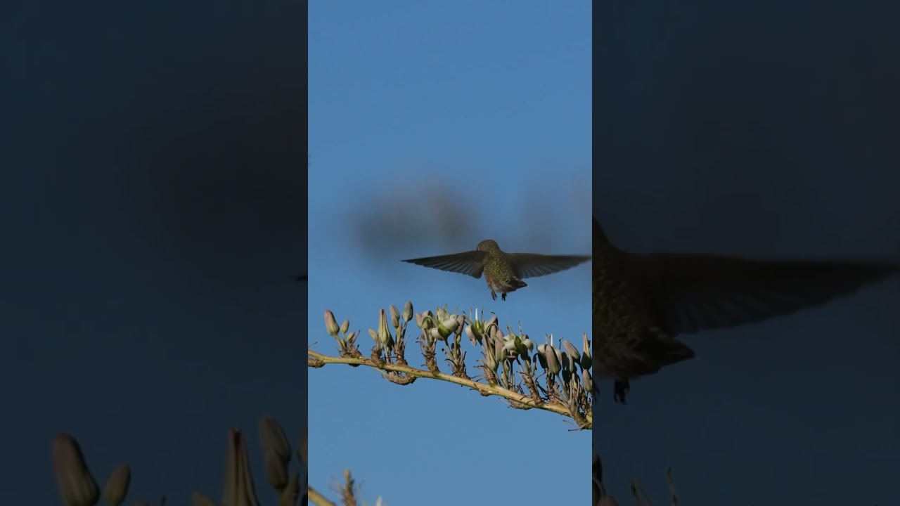 Peaceful Summer mornings full of hungry hummingbirds #birds #nature #wildlife