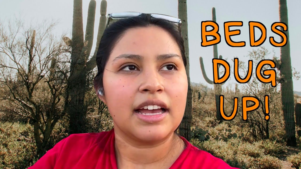 Something is DIGGING Up My Garden! 😭 | Low Desert Arizona Zone 9b VLOG (Beginner's Journey)