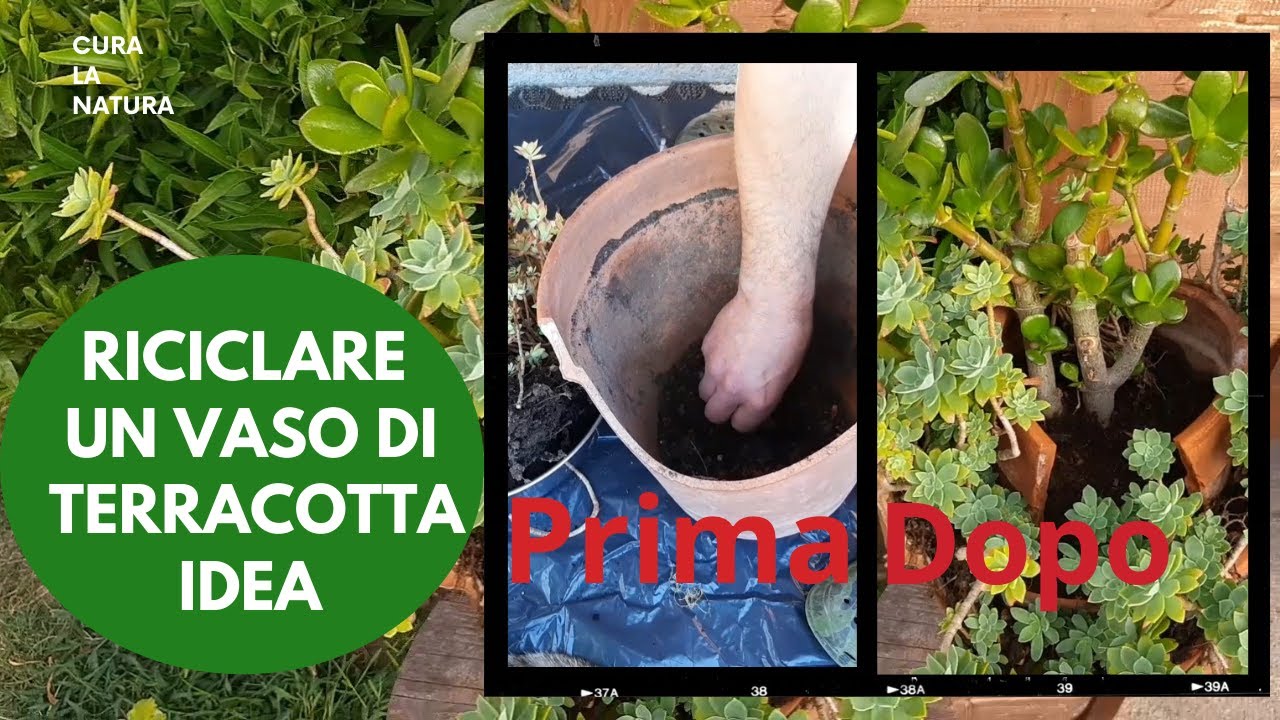 Crassula ovata. Piante grasse. Idea di come Riciclare un Vaso di Terracotta ROTTO