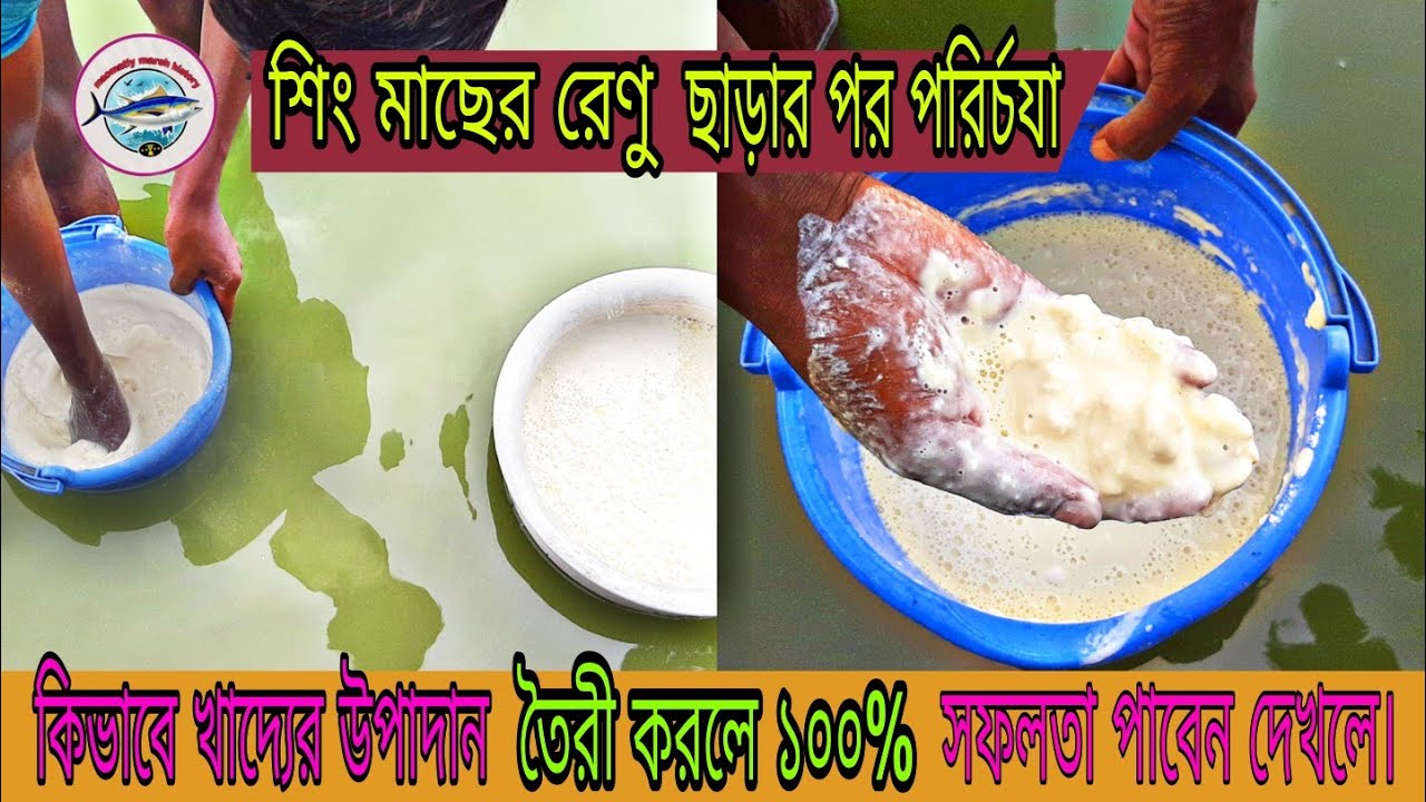 শিং মাছের রেনু পোনা চাষ ও পরিচর্যা | রেনু পোনার খাদ্য A to Z। Renu pona cultivation in the pond