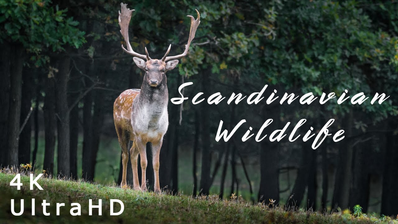 Beautiful Scandinavian Wildlife - Animals and Relax Music for Stress Relief 4K
