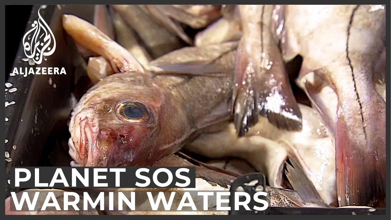 Warming waters: Seafood stocks under threat in Maine