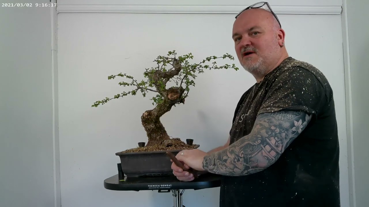 Old Hawthorn First Bonsai Styling
