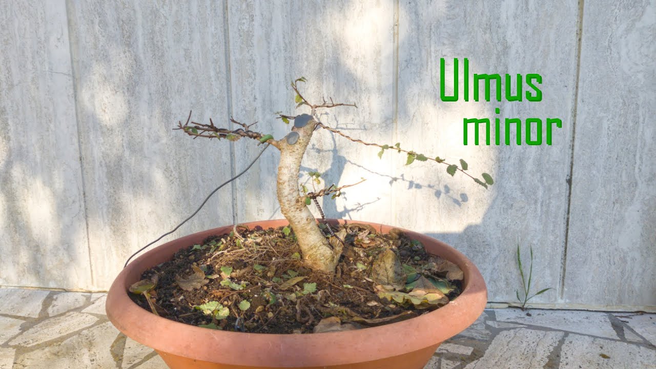 Prima Impostazione Olmo Campestre Yamadori