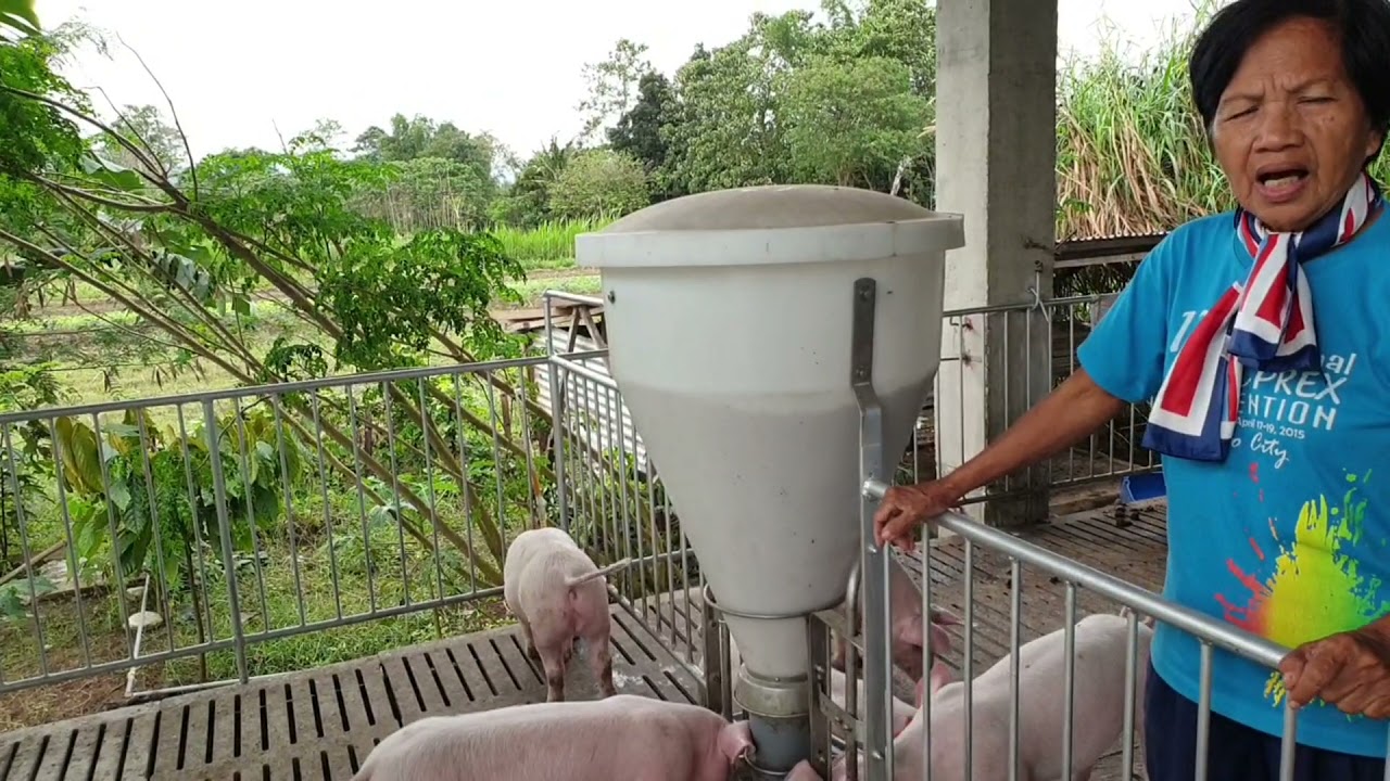 Ad libitum o walang kontrol na pakain sa palakihing baboy
