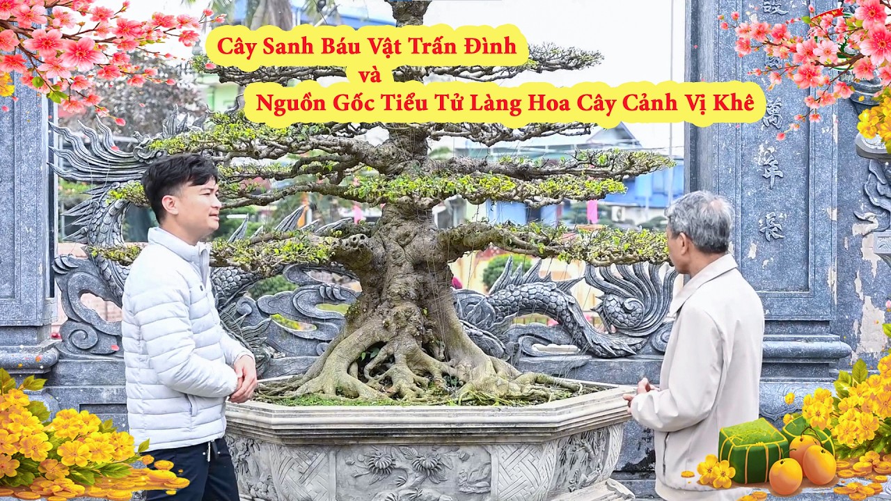 Cây Sanh Báu Vật Trấn Đình và Nguồn Gốc Tiểu Sử Làng Hoa Cây Cảnh Vị Khê