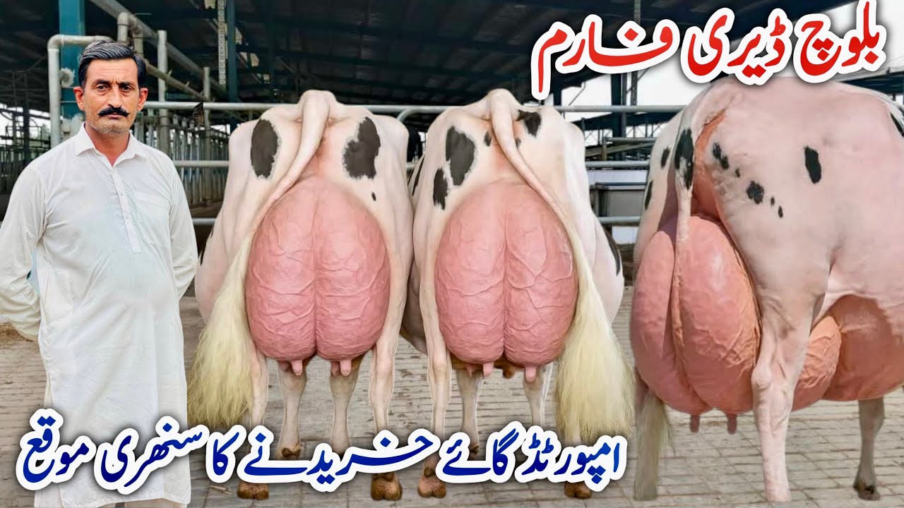 Baloch Dairy Farm | imported Cows in Sargodha | Top 10 cows in Pakistan 