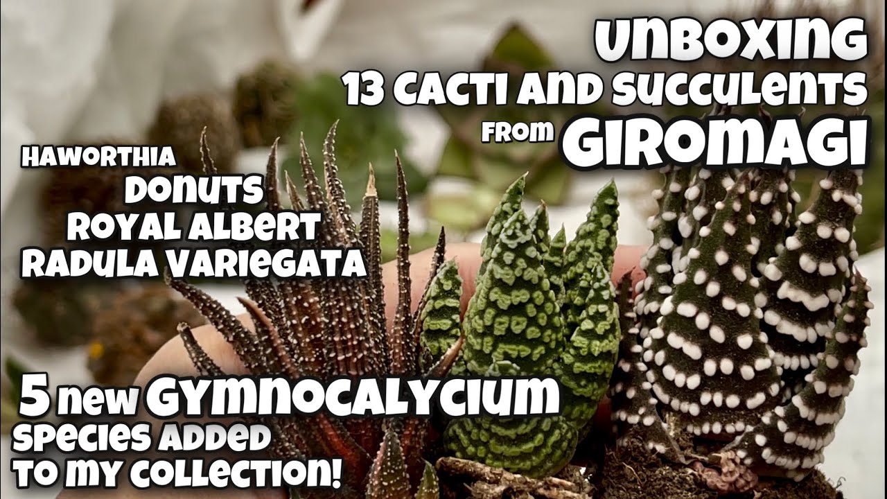 Unboxing Cacti and Succulents from Italy (Giromagi) | Dec 16 | 5 Gymnocalycium, 3 Haworthia and more