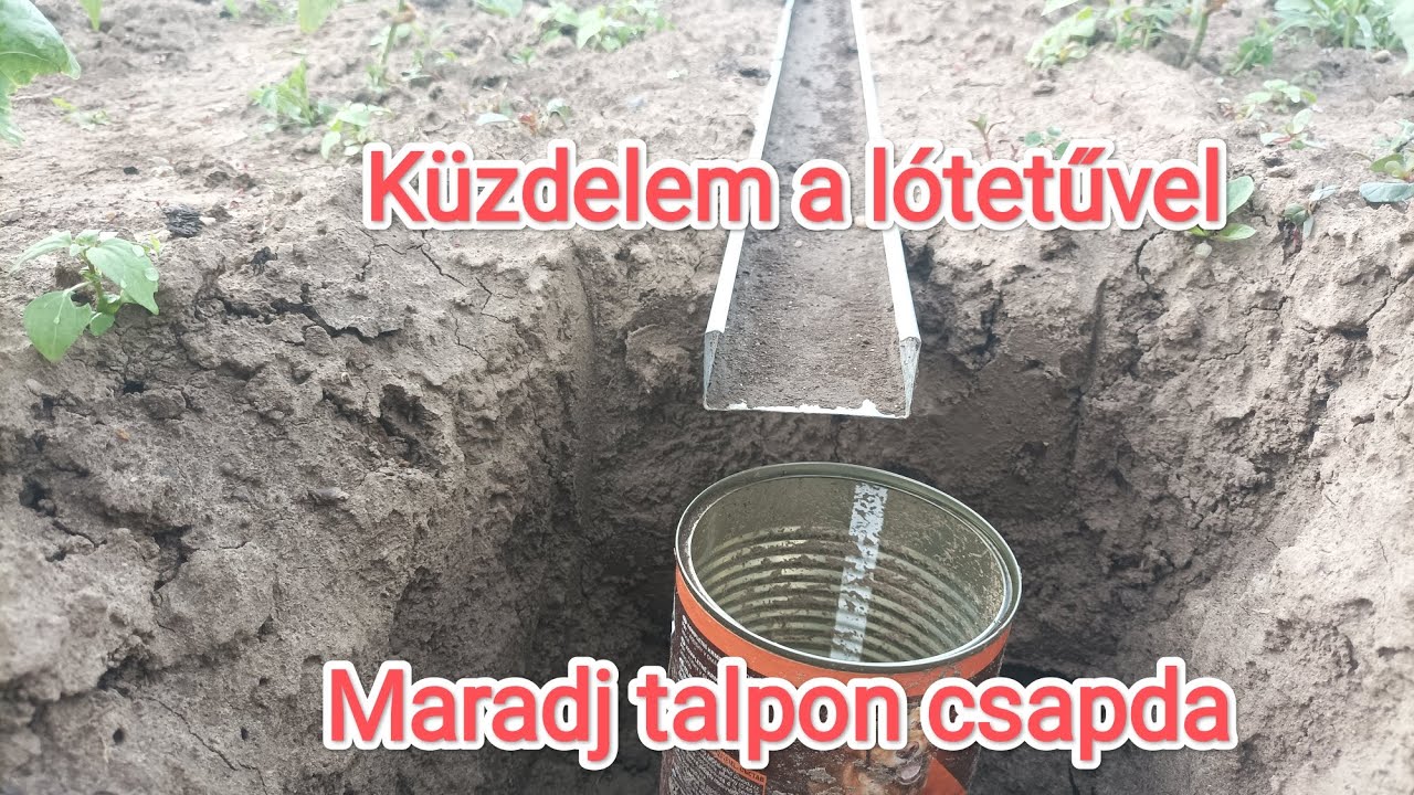 lótetű csapda