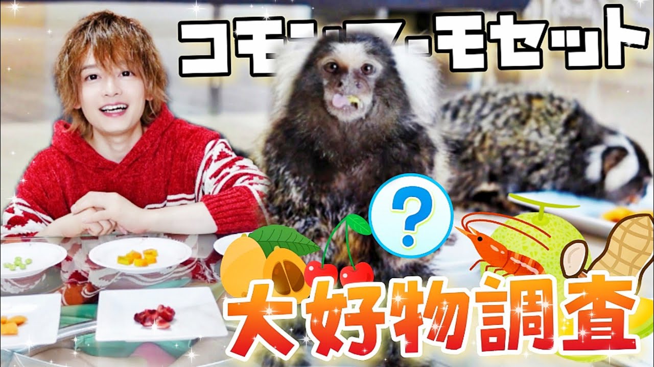 コモンマーモセットの大好物調査をしたら意外な事実が発覚！