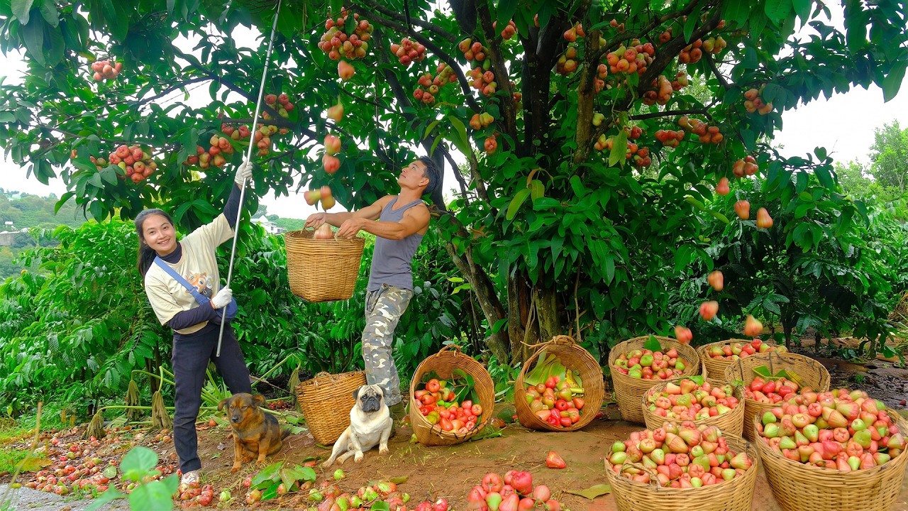 Harvest Ripe Red Plums With My Brother To Sell At The Market - Daily Life On A Small Farm - Garden.