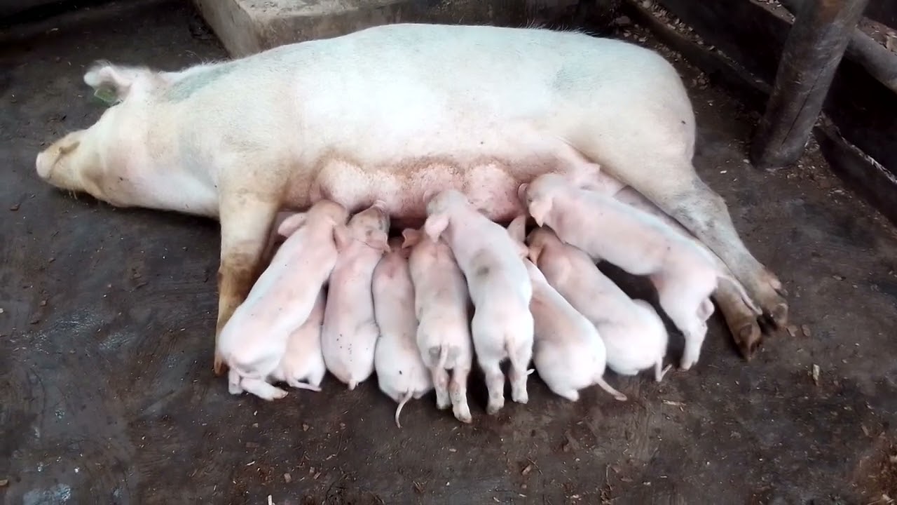 Semen from muyumbu pig breeding farm 🐻‍❄️