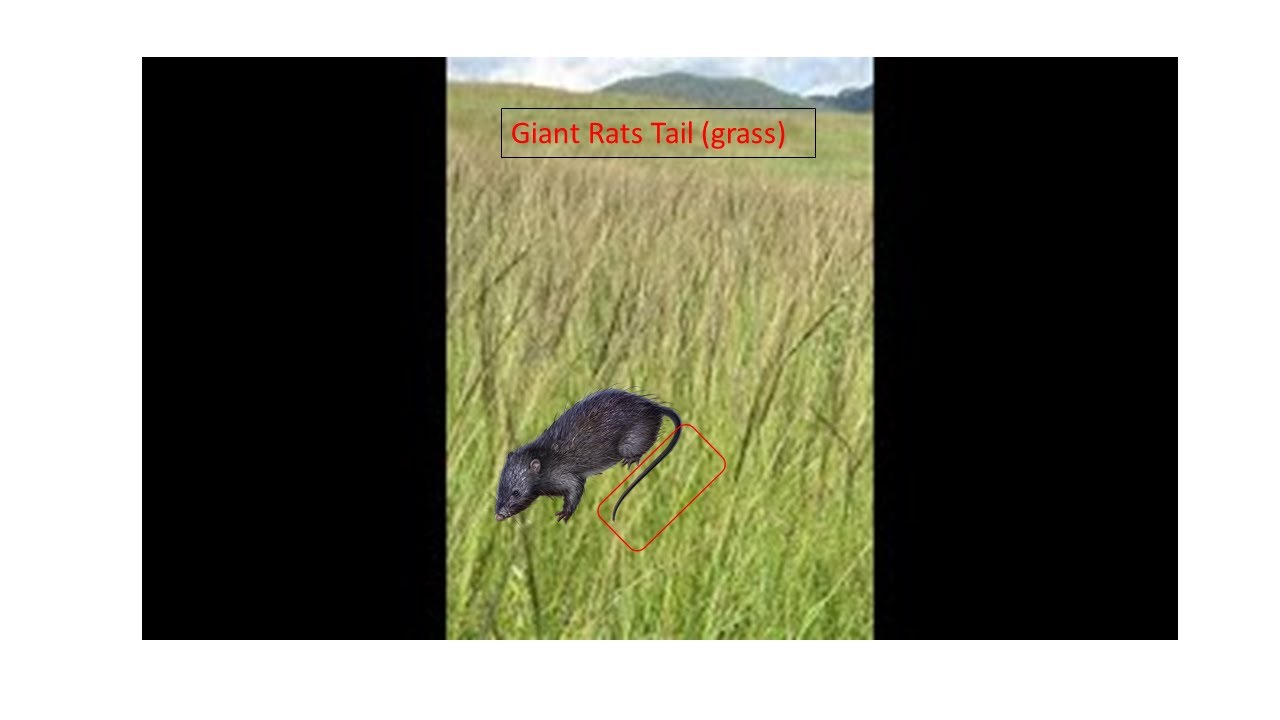 Giant Rats Tail Grass
