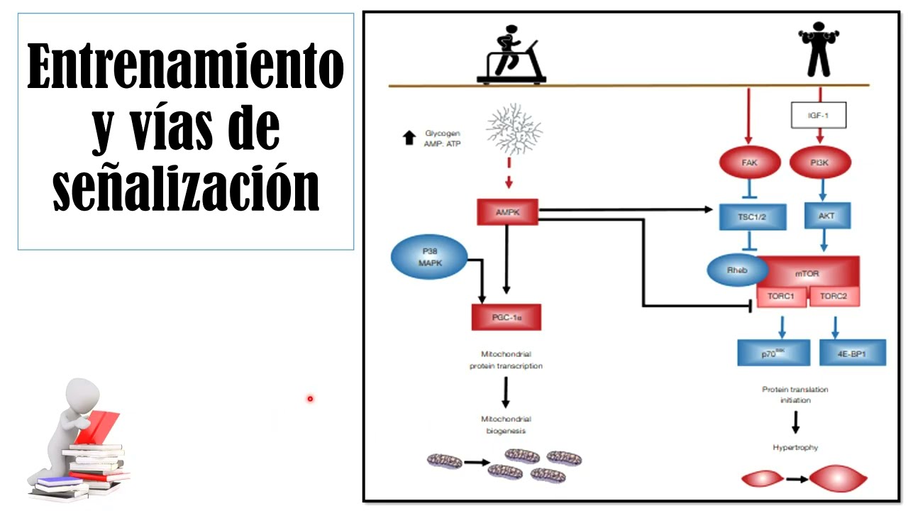 🎥 Adaptaciones Celulares por Entrenamiento de Fuerza – 11 – Entrenamiento y Vías de Señalización