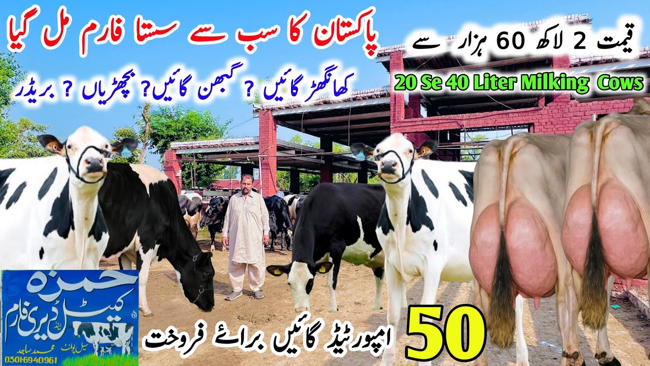 Hamza Cattle And Dairy Farm | Imported Cows | Gabhan Cows | Top Class Hf Heifers Cows |13 September 