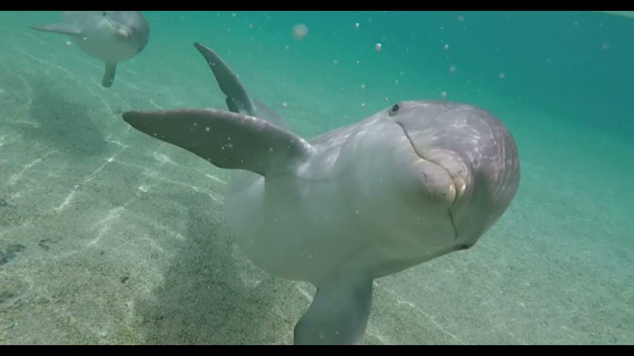 Dolphin Quest LIVE - Dolphin Communication with Dr. Jason Bruck!