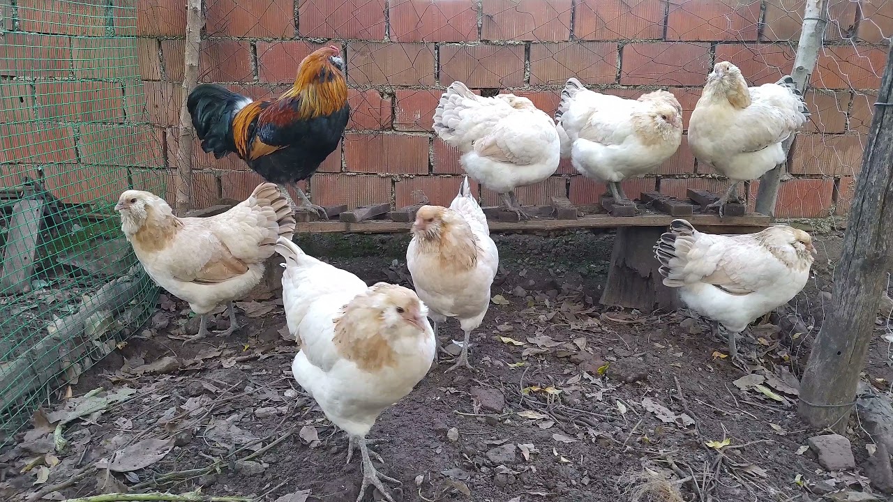 WHEATEN AMERAUCANA TAVUKLARIMIZ