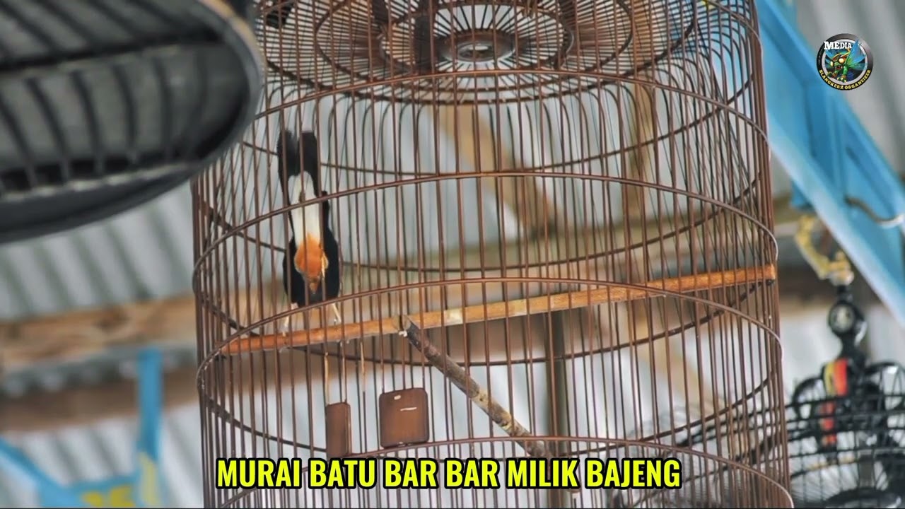TIKET TANTANGAN 750 , MURAI BATU BARBAR MILIK BAJENG MENUNJUK KAN AKSINYA