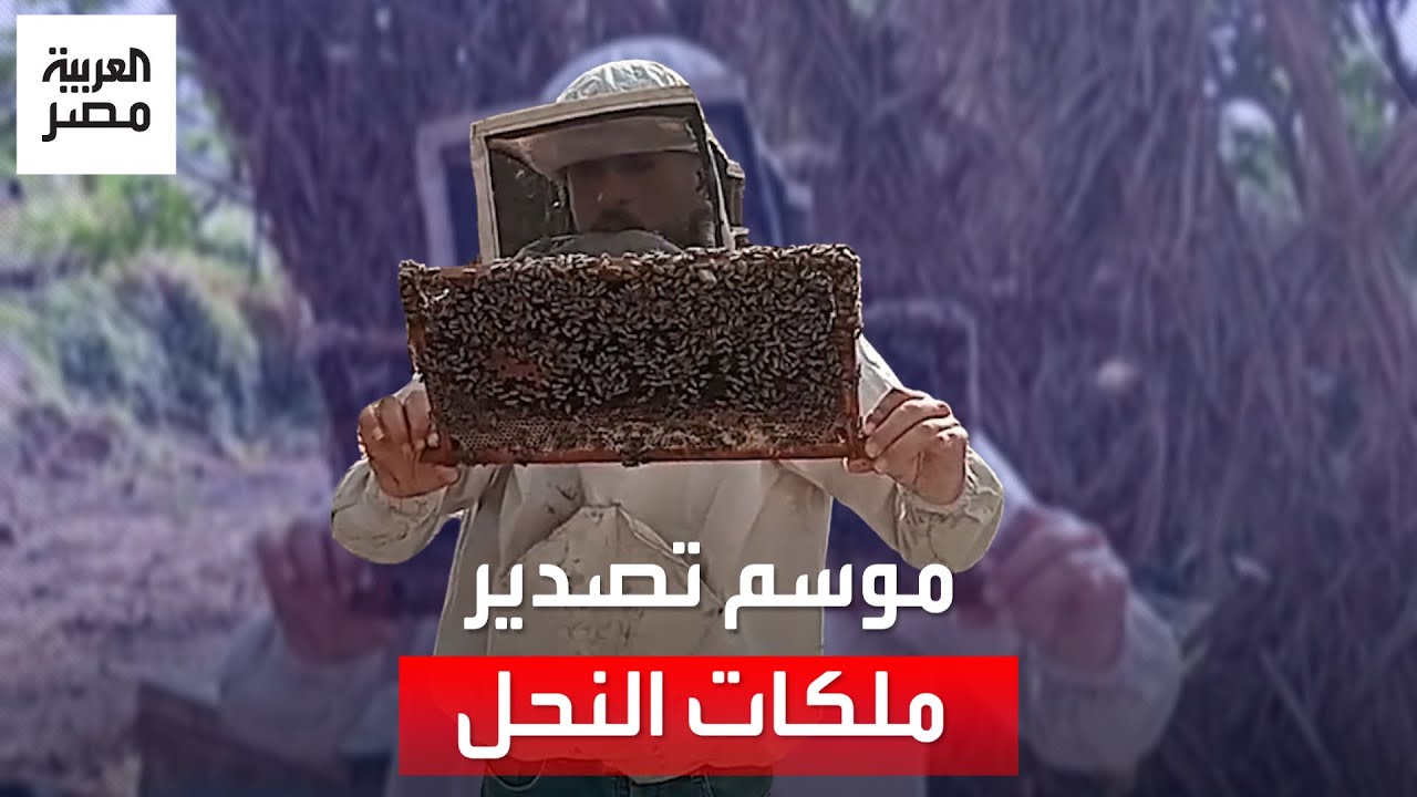 تباع بالدولار.. 