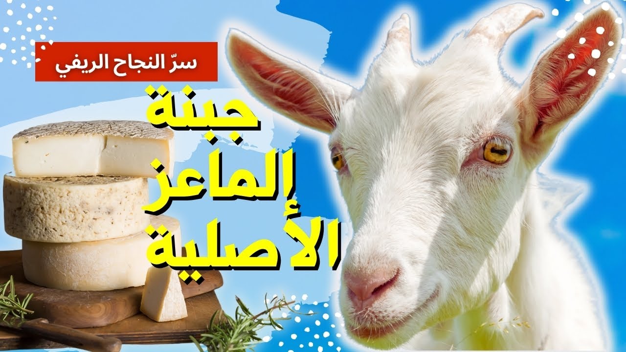 جبنة الماعز… سر مشروع ناجح من الريف