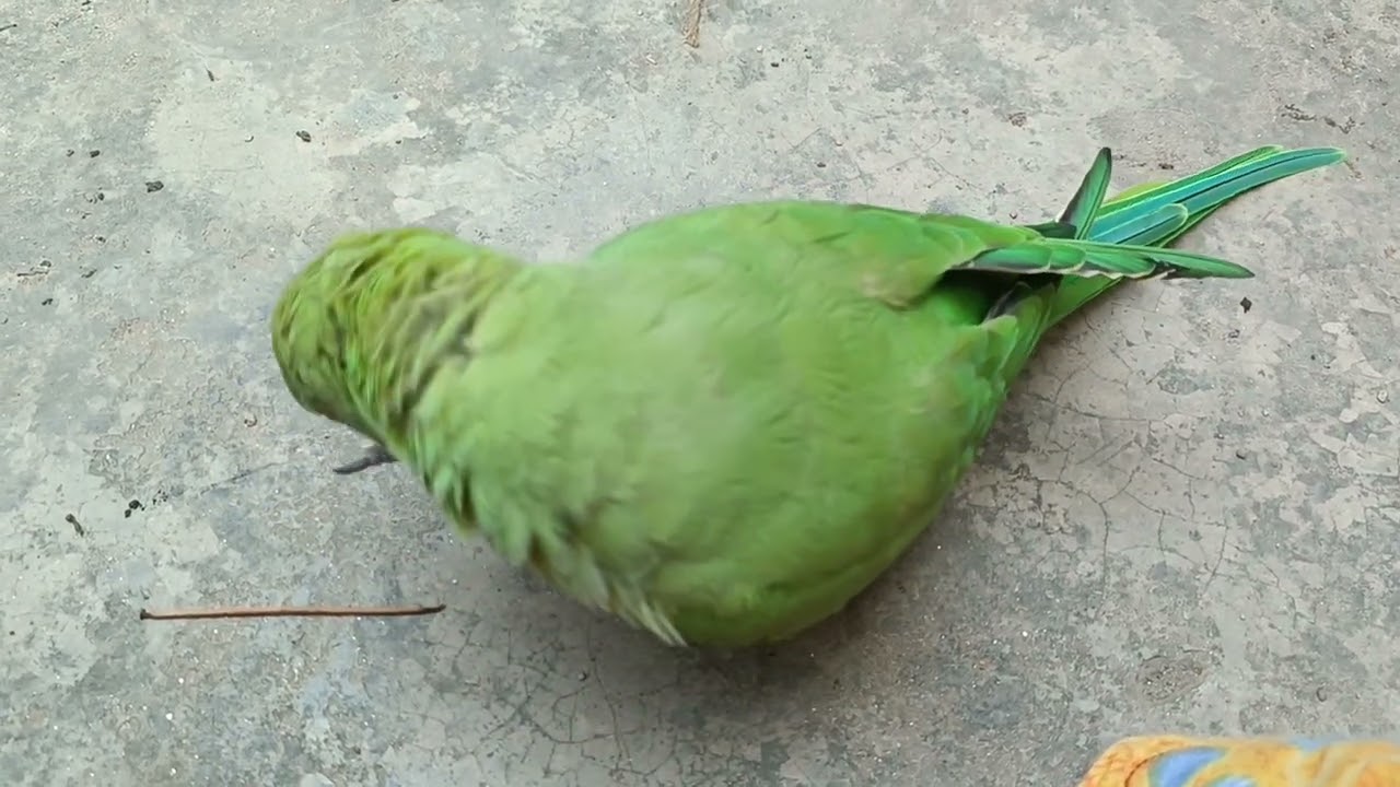 मिठु बहुत उदास है 😍🦜❤#loveyouleo #parrot #talkingparot #mithumithu #mithutota 2025