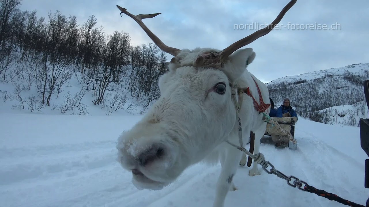 Traditional Sámi Reindeer Sledding.  - Traditioneller Sámi Rentierschlitten