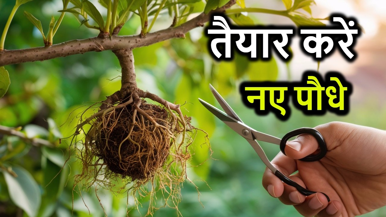 जुलाई में इन 8 फ्रूट प्लांट पर एयर लेयरिंग करना ना भूले। Best Fruit Plant For Airlayering