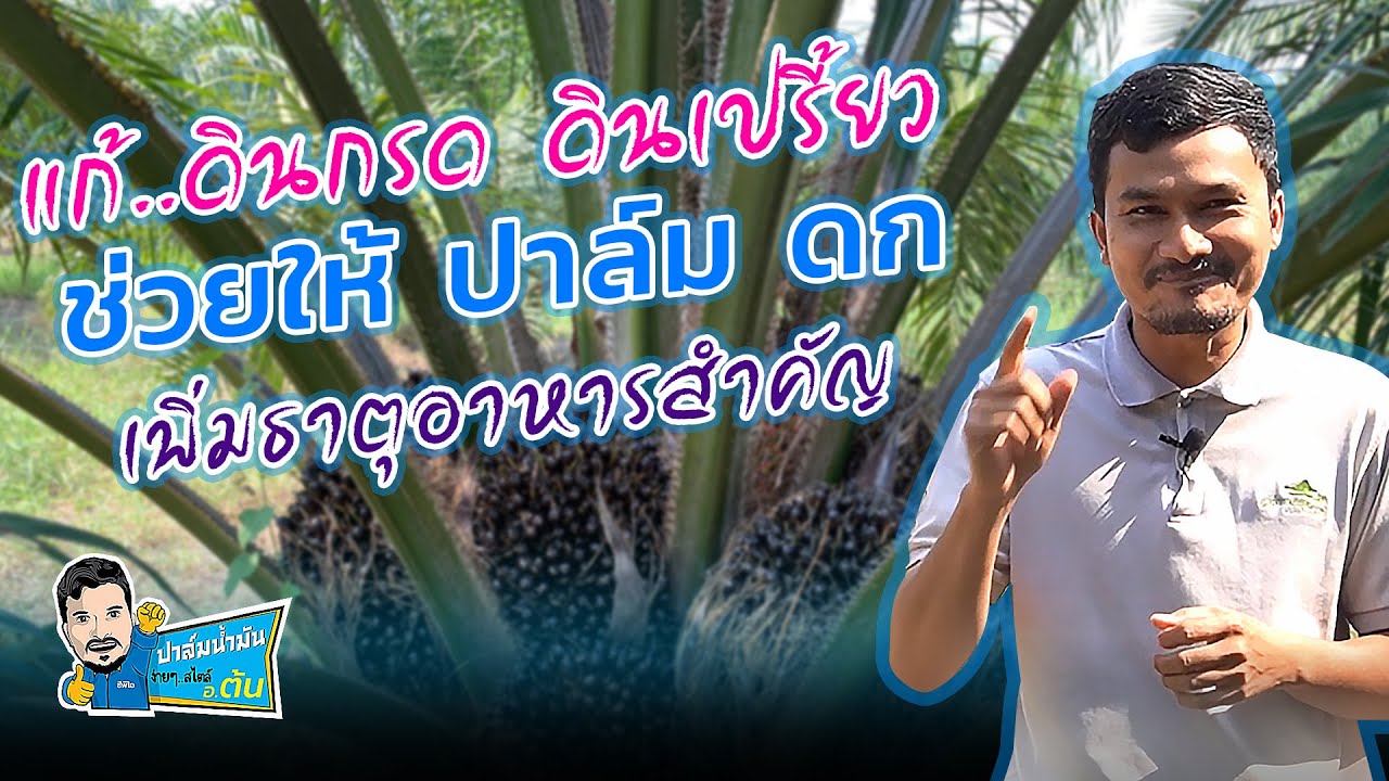 โดโลไมท์..แก้ไขดินกรด.เพิ่มธาตุอาหารสำคัญให้ปาล์ม  l 