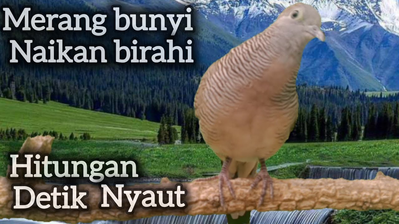 PERKUTUT LOKAL GACOR BERSAHUTAN DI JEMURAN‼️100% BIKIN NYAUT. 