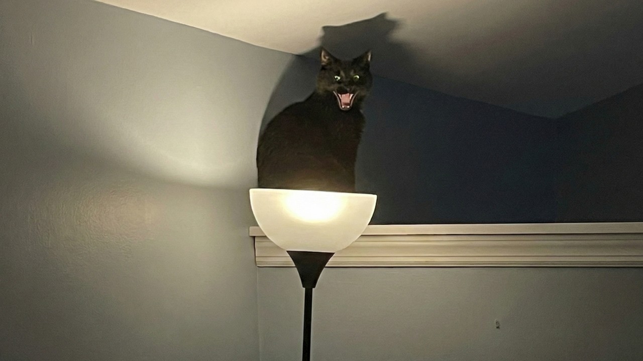 Funny Cats Caught Being Absolute Weirdos 🤣 Funniest CATS Video