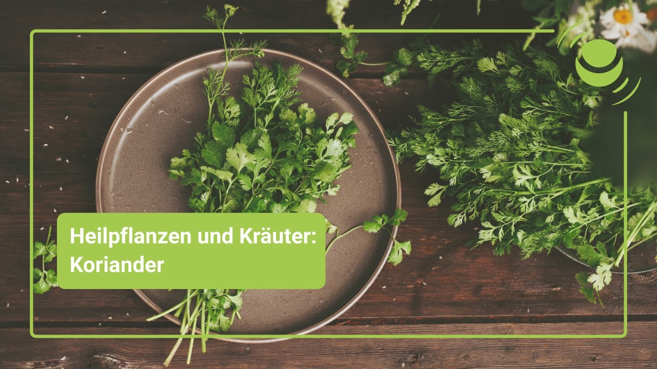 Koriander &ndash; Alles, was du &uuml;ber seine Wirkung wissen solltest.