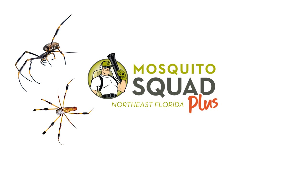 Golden Orb Spiders | Are Orb Weavers Dangerous | Spider Pest Control Jacksonville | MOSQUITO SQUAD