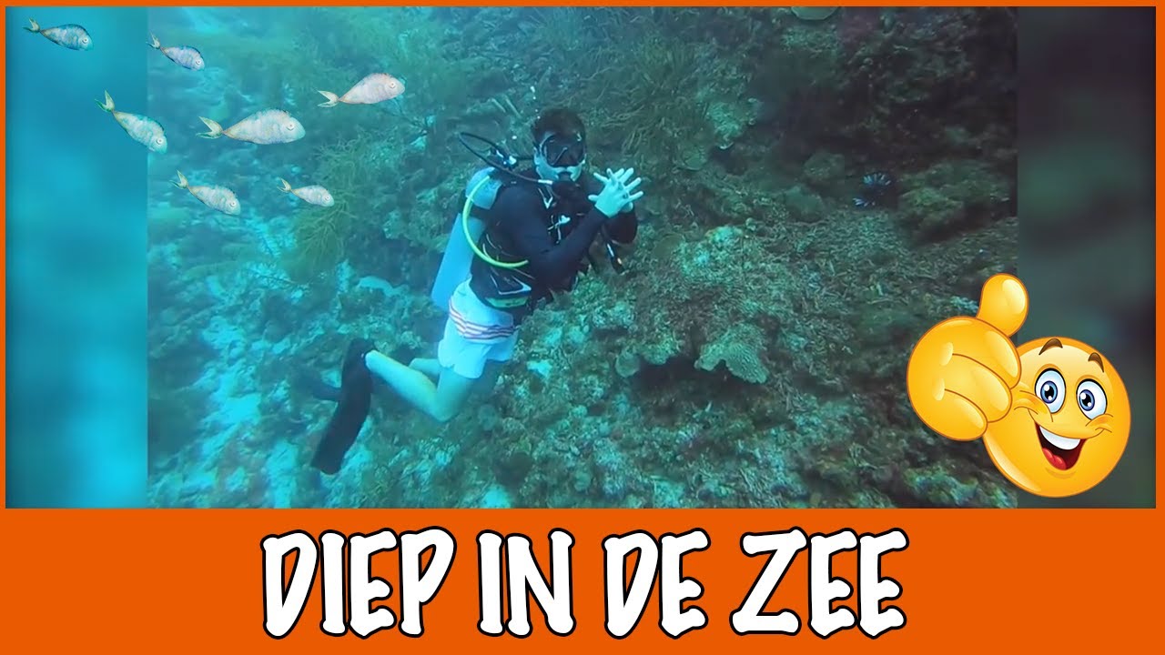 Curaçao #5 - De (w)onderwaterwereld van Curaçao | DierenpraatTV