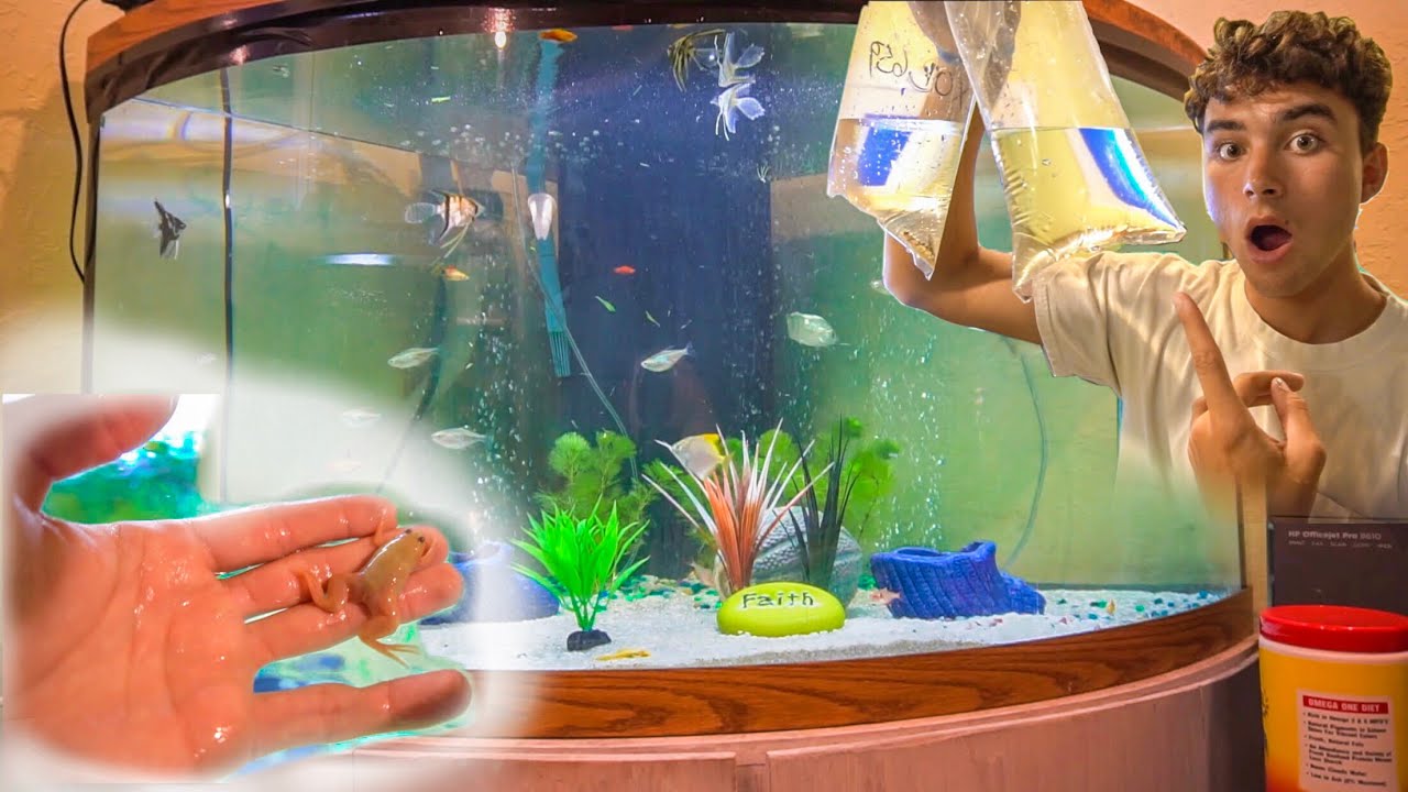 Special UNDERWATER CREATURE For FISH TANK!