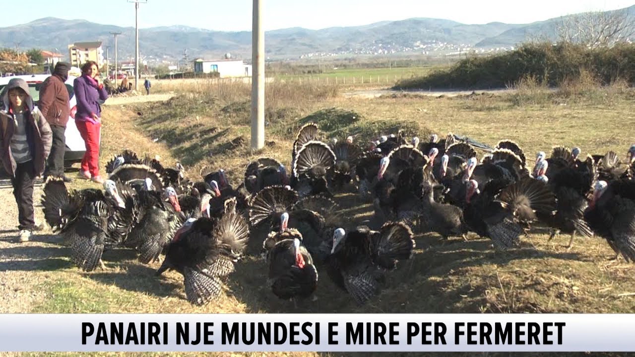 Në Zadrimë dhe Peqin për të blerë Gjelin e Detit, mbretin e tryezave të festës së Vitit të Ri