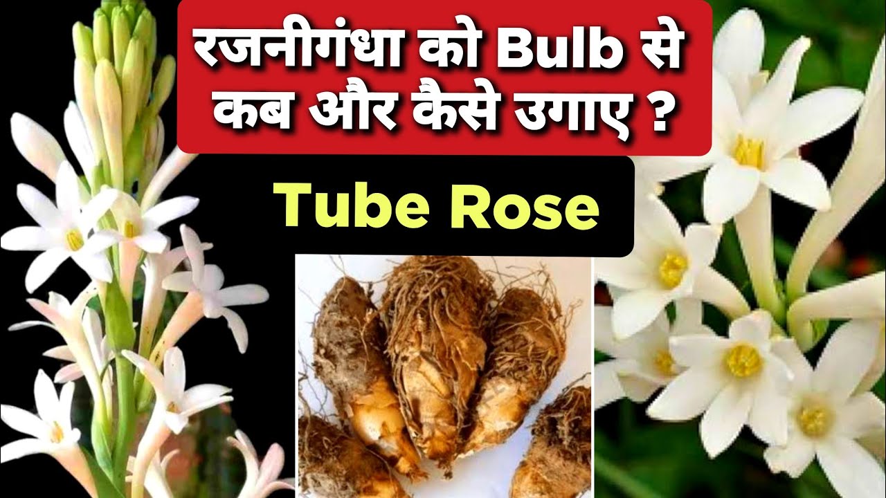 रजनीगंधा को Bulb से कैसे उगाए? Grow Tube Rose From Bulb / Grow Rajnigandha Bulb /Grow Tuberose Plant
