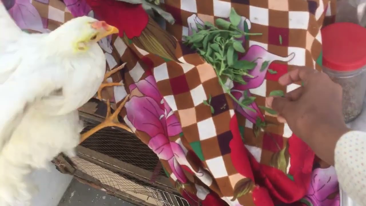 New vlog