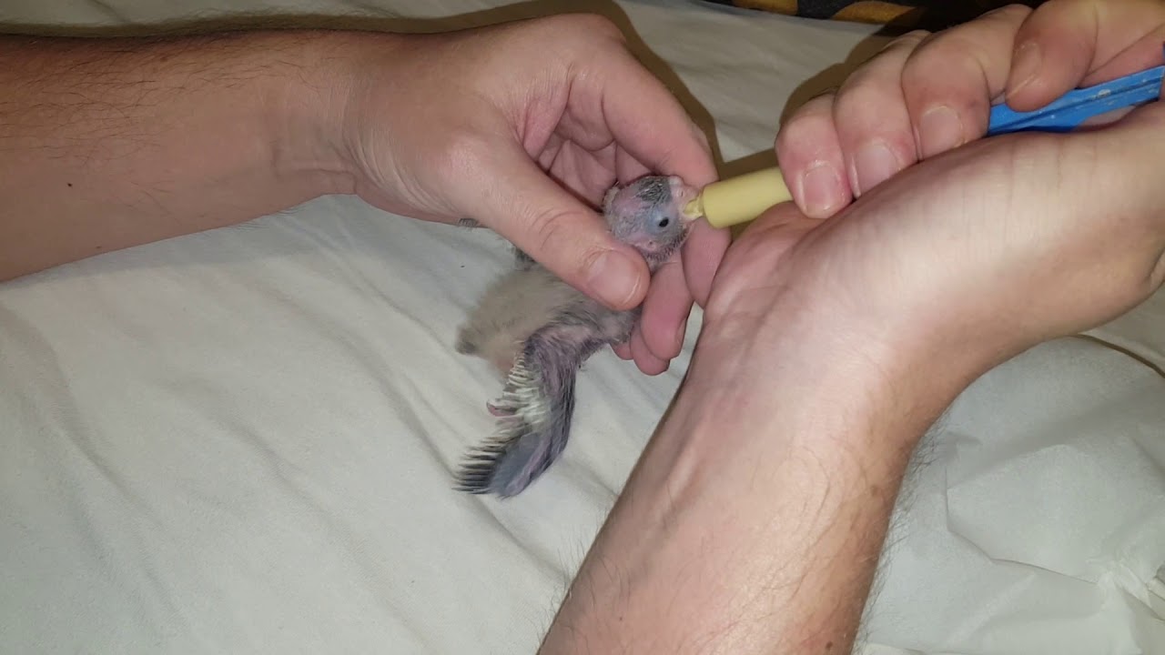 Charlie ručn&iacute; dokrmov&aacute;n&iacute; korely / Charlie baby cockatiel hand feeding