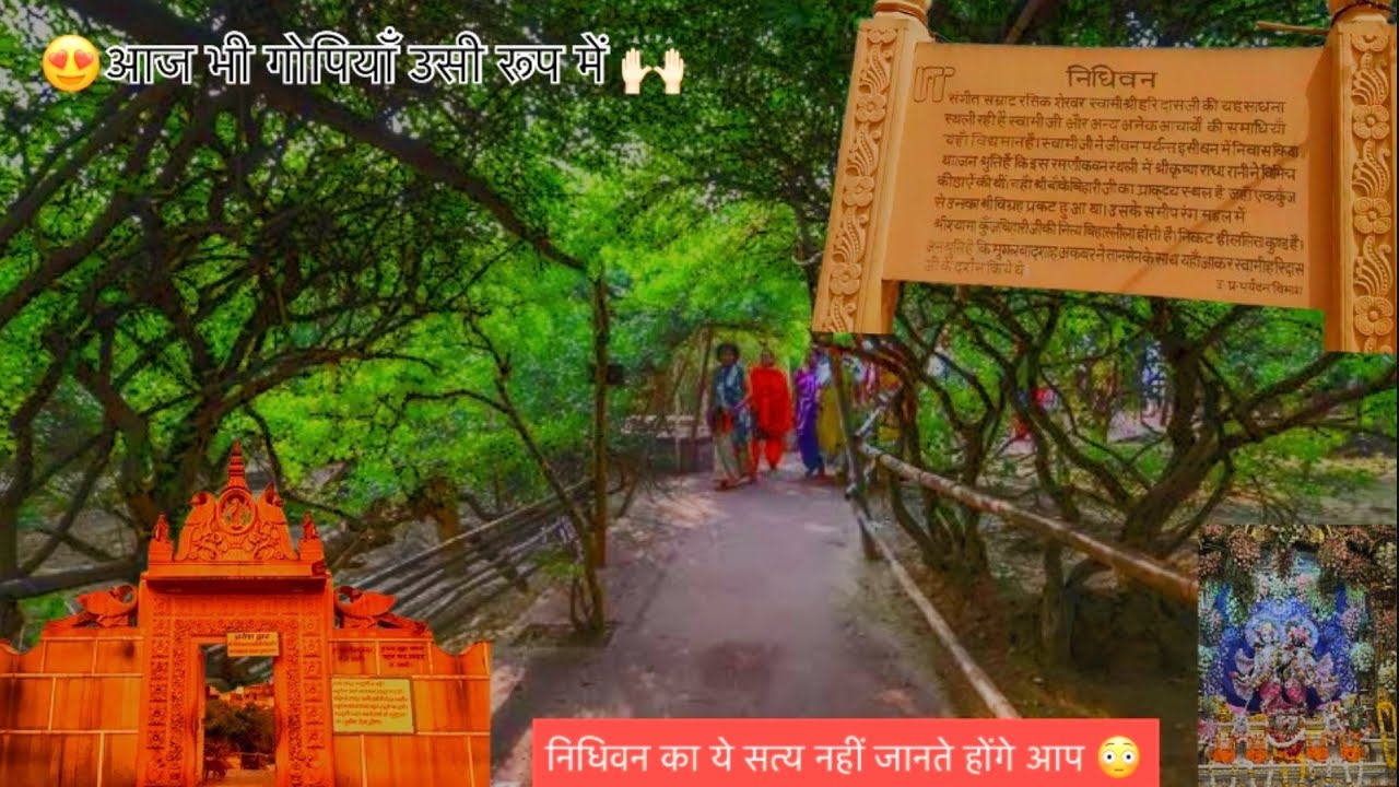 Nidhivan Mathura Where Krishna Still Dances at Night | Complete Tour |निधिवन मथुरा|