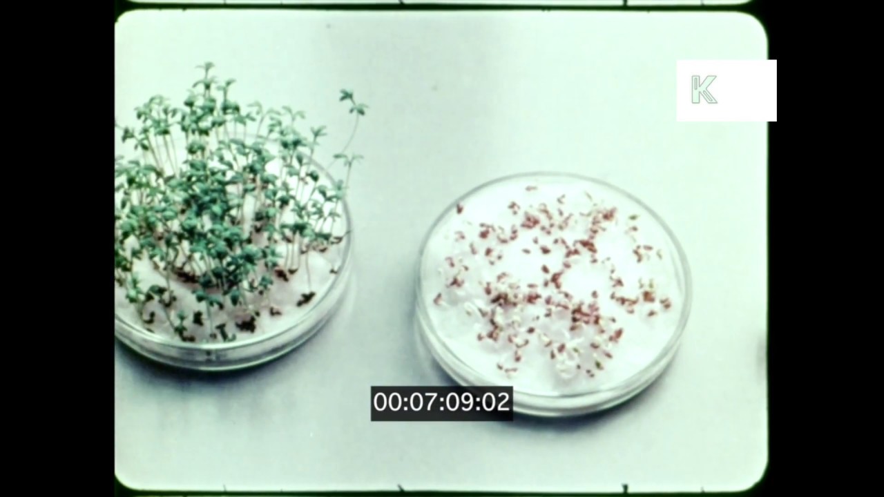 1970s Scientist Germinating Seeds in Lab, 16mm