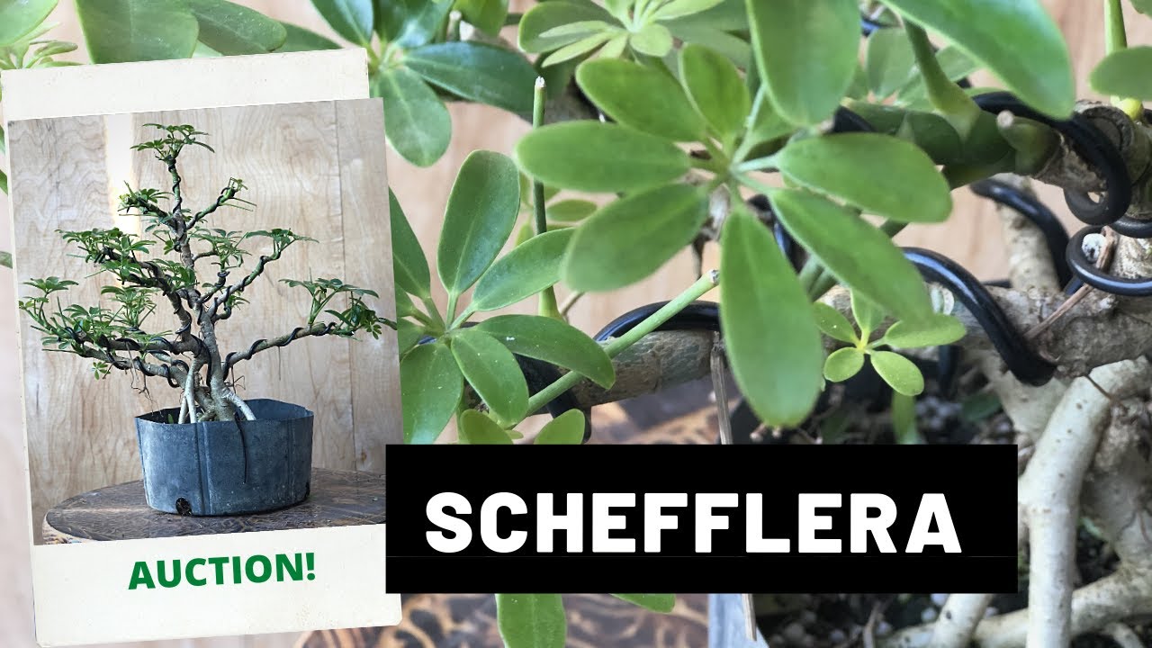 Styling A Dwarf Hawaiian Umbrella At The Bonsai Supply ( Auction 5)
